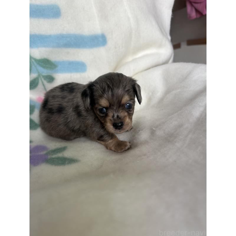 販売中の愛知県のチワックス:チワワ×ミニチュアダックスフンド-423881の1枚目