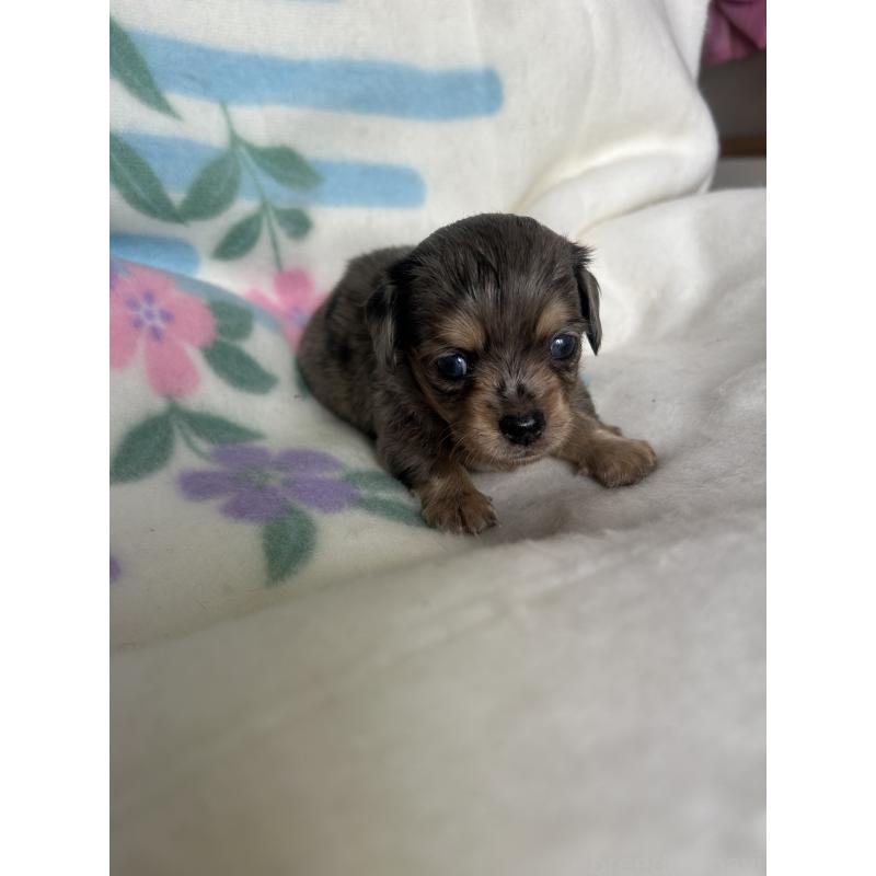 販売中の愛知県のチワックス:チワワ×ミニチュアダックスフンド-423881の4枚目