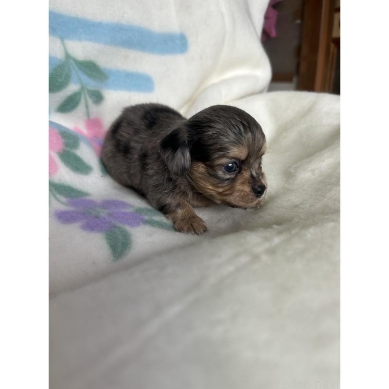 販売中の愛知県のチワックス:チワワ×ミニチュアダックスフンド-423881の3枚目