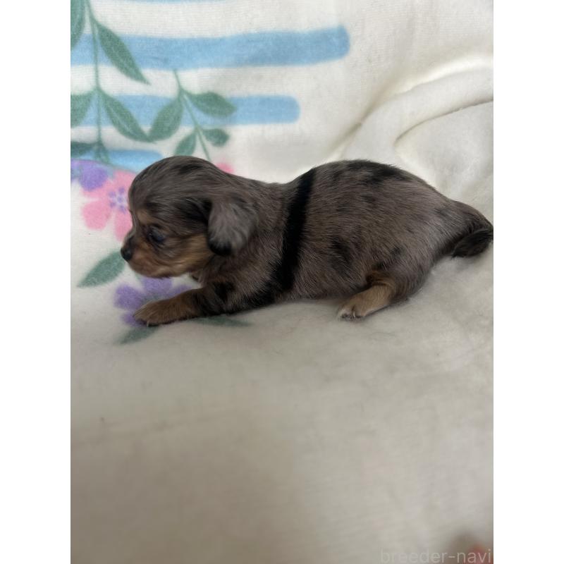 販売中の愛知県のチワックス:チワワ×ミニチュアダックスフンド-423881の2枚目