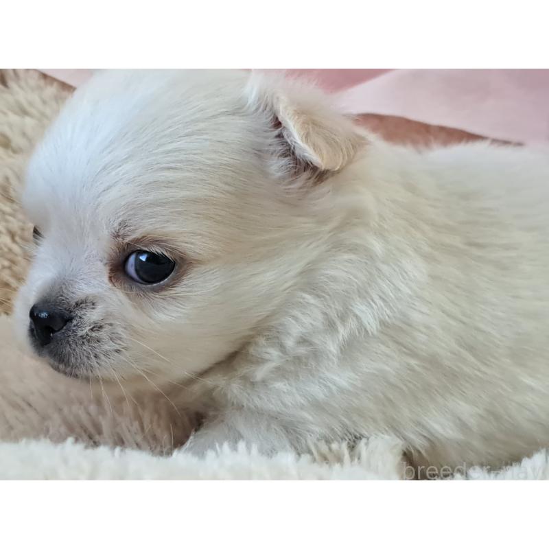 販売中の愛知県のチワワ(ロングコート)-423882の5枚目