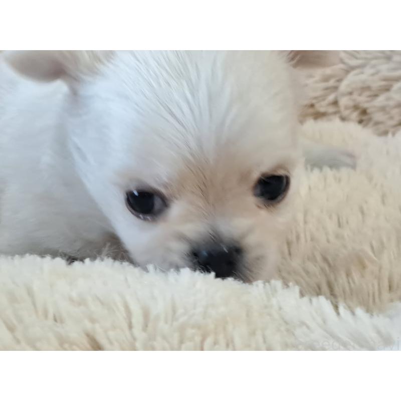 販売中の愛知県のチワワ(ロングコート)-423882の3枚目