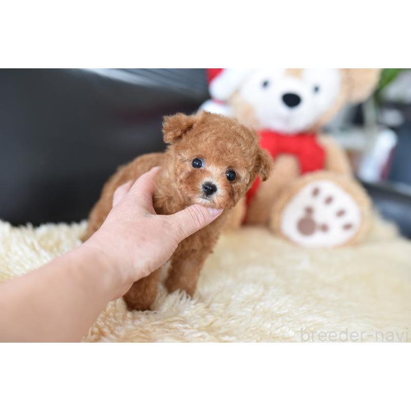 成約済の茨城県のティーカッププードル-421194の5枚目