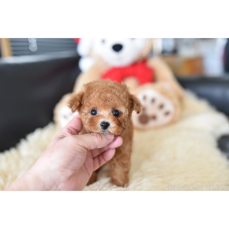 成約済の茨城県のティーカッププードル-421194の4枚目