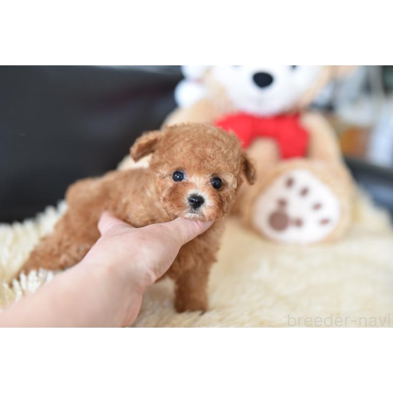 成約済の茨城県のティーカッププードル-421194の3枚目