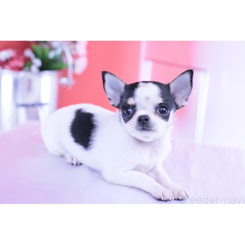 販売中の愛知県のチワワ(スムースコート)-418476の13枚目