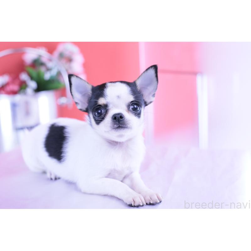 販売中の愛知県のチワワ(スムースコート)-418476の12枚目