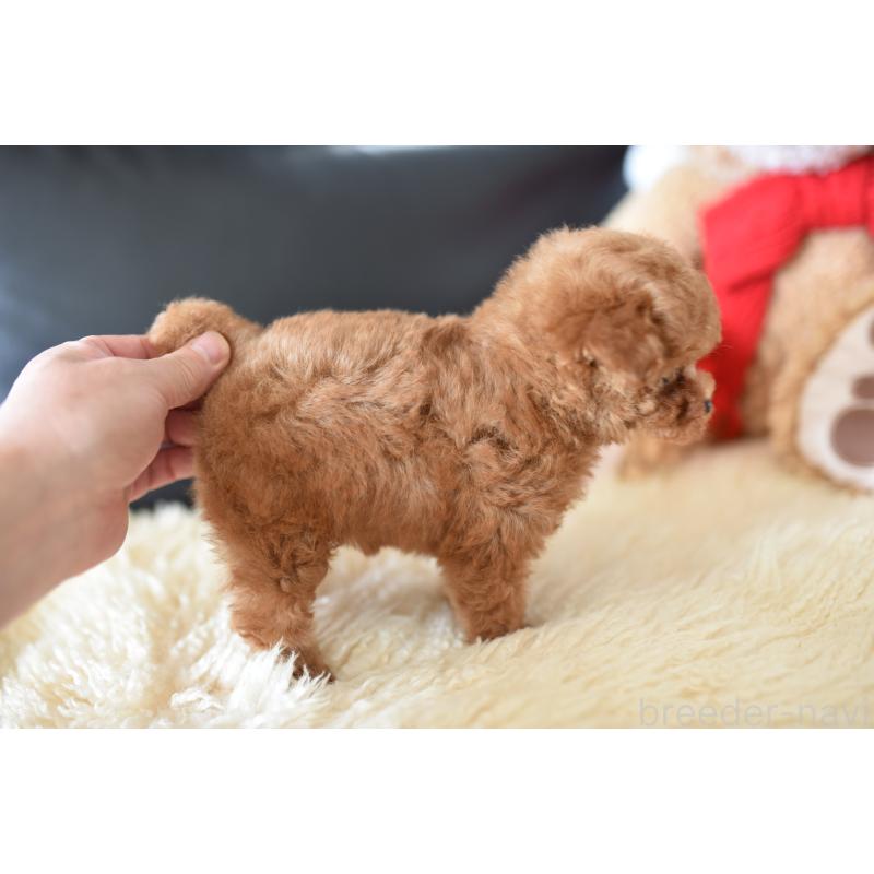 成約済の茨城県のティーカッププードル-421194の2枚目