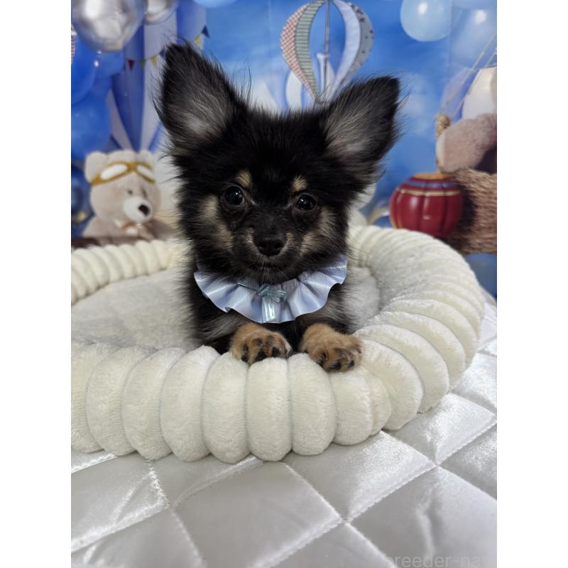 販売中の埼玉県のポメチワ:ポメラニアン×チワワ-407004の4枚目