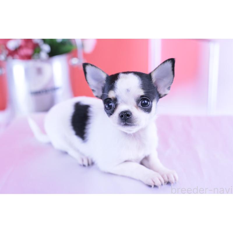 販売中の愛知県のチワワ(スムースコート)-418476の9枚目