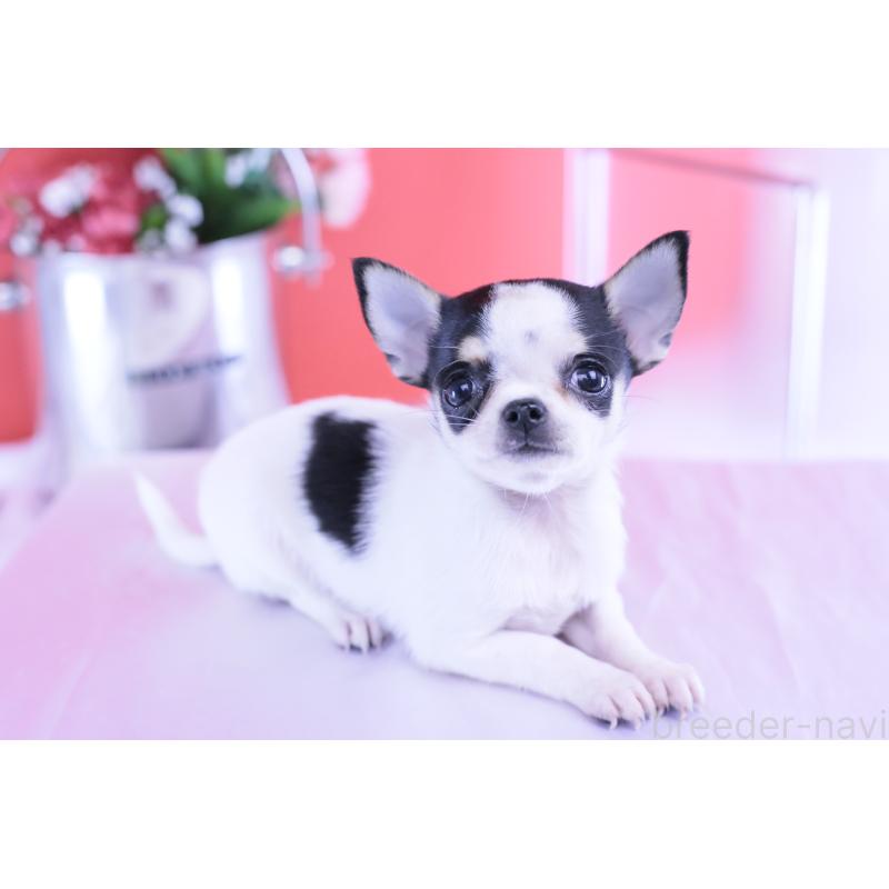 販売中の愛知県のチワワ(スムースコート)-418476の8枚目