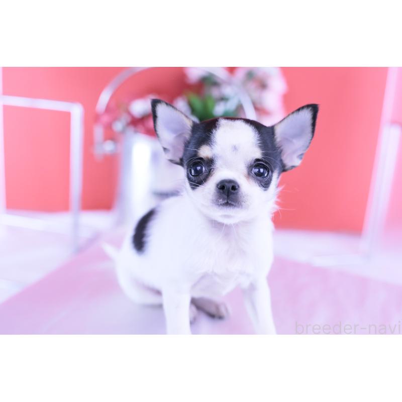 販売中の愛知県のチワワ(スムースコート)-418476の7枚目