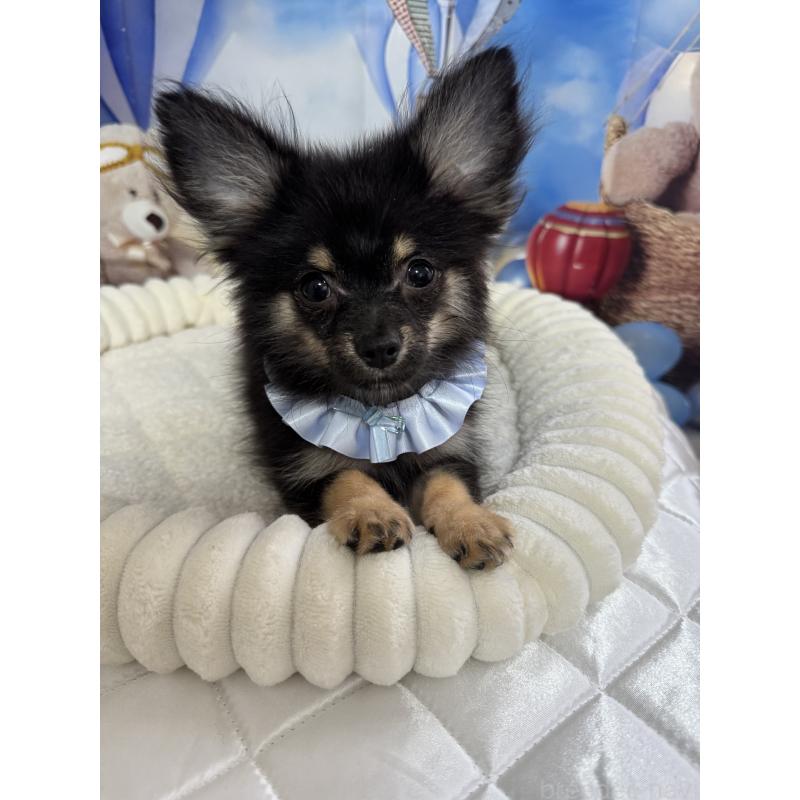 販売中の埼玉県のポメチワ:ポメラニアン×チワワ-407004の3枚目