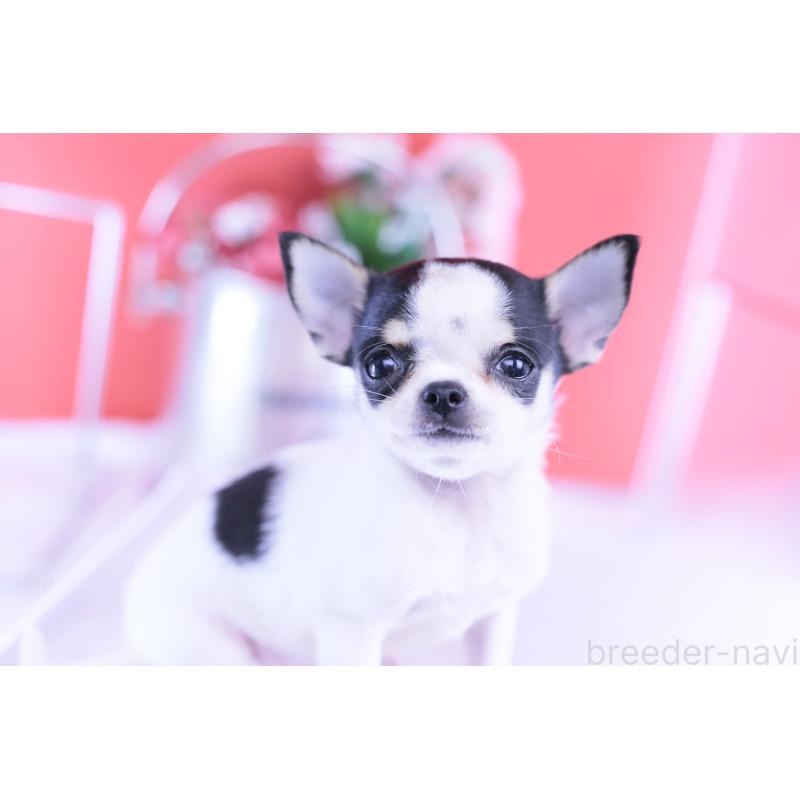 販売中の愛知県のチワワ(スムースコート)-418476の6枚目