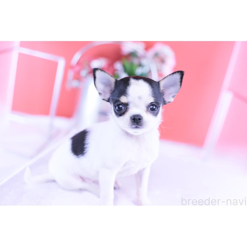 販売中の愛知県のチワワ(スムースコート)-418476の4枚目