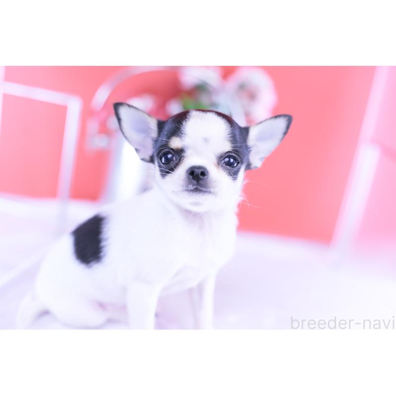 販売中の愛知県のチワワ(スムースコート)-418476の3枚目