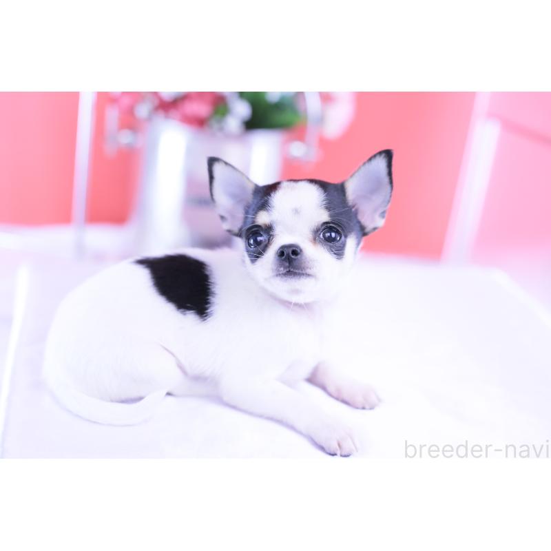 販売中の愛知県のチワワ(スムースコート)-418476の2枚目