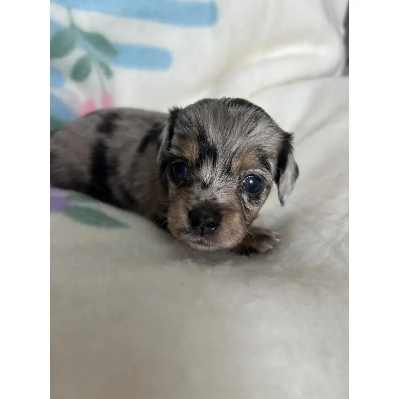 販売中の愛知県のチワックス:チワワ×ミニチュアダックスフンド-423883