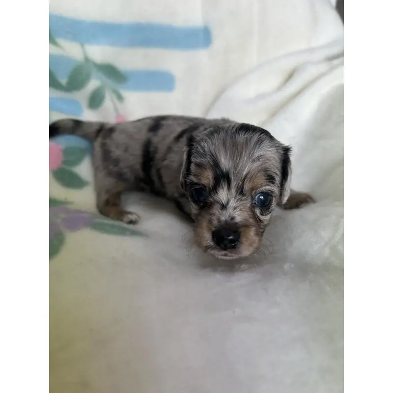 販売中の愛知県のチワックス:チワワ×ミニチュアダックスフンド-423883の5枚目
