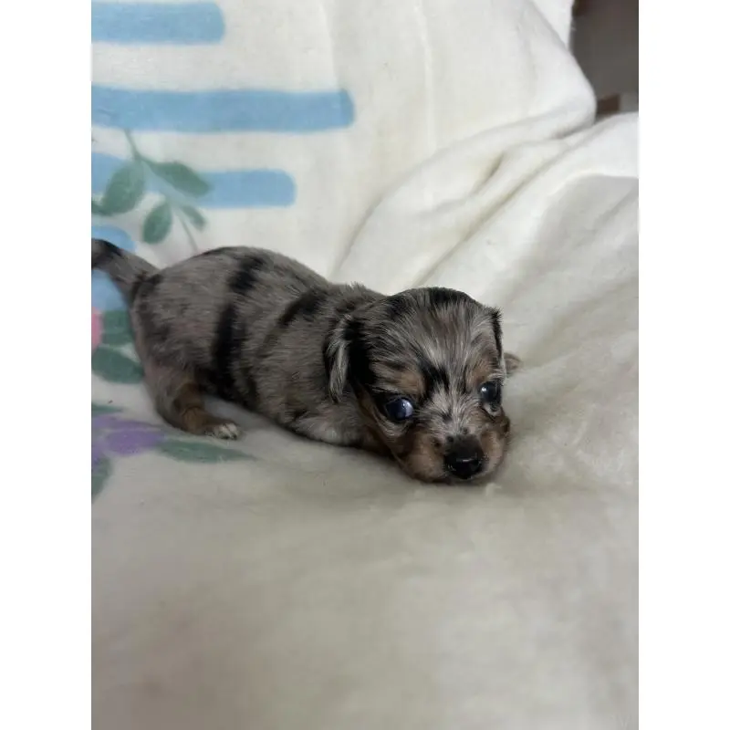 販売中の愛知県のチワックス:チワワ×ミニチュアダックスフンド-423883の4枚目