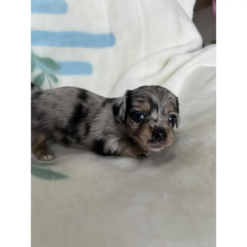 販売中の愛知県のチワックス:チワワ×ミニチュアダックスフンド-423883の3枚目
