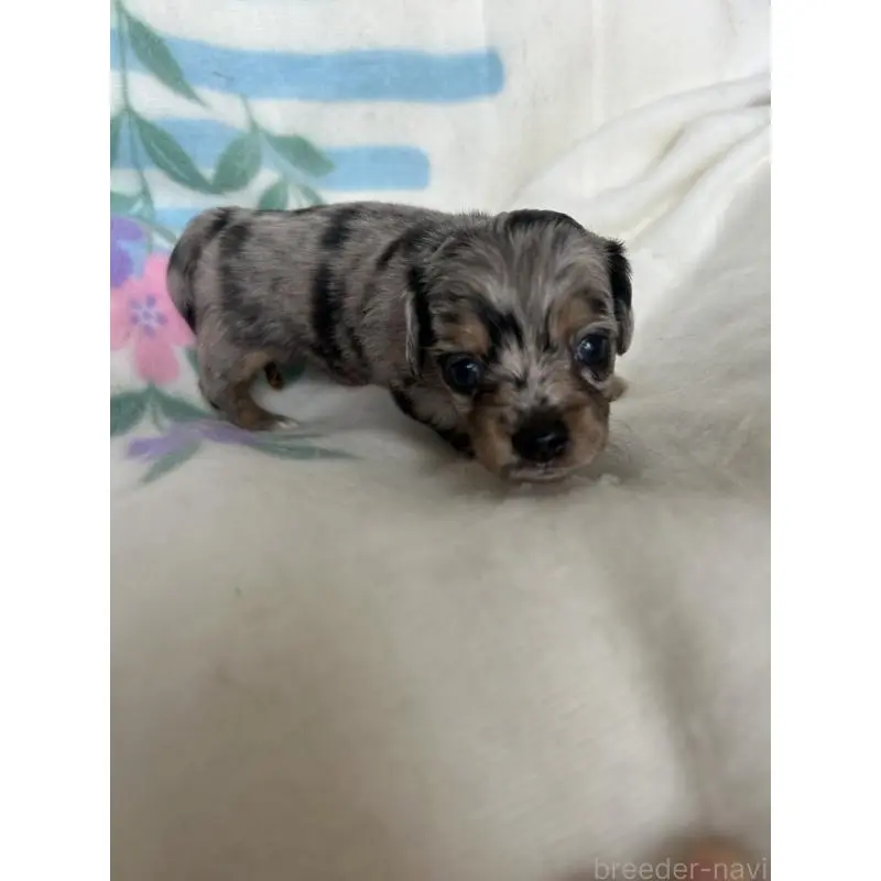 販売中の愛知県のチワックス:チワワ×ミニチュアダックスフンド-423883の2枚目