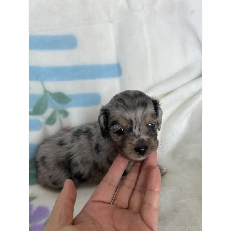 販売中の愛知県のチワックス:チワワ×ミニチュアダックスフンド-423884