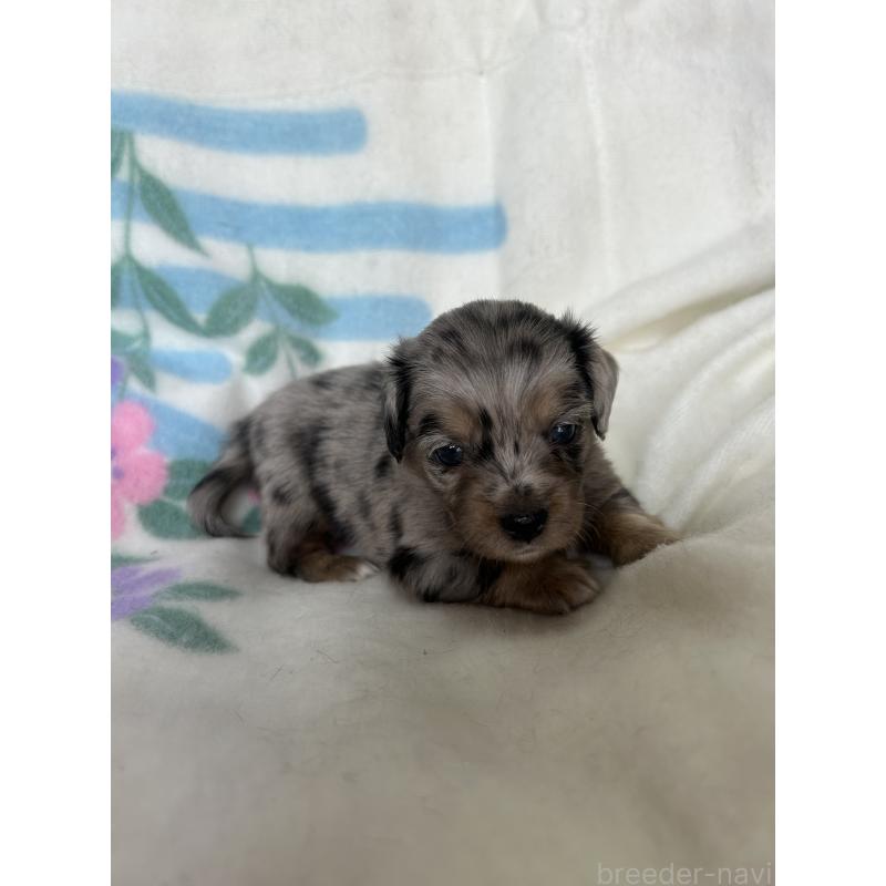 販売中の愛知県のチワックス:チワワ×ミニチュアダックスフンド-423884の5枚目