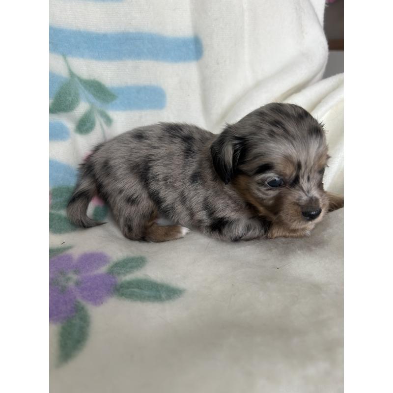 販売中の愛知県のチワックス:チワワ×ミニチュアダックスフンド-423884の4枚目