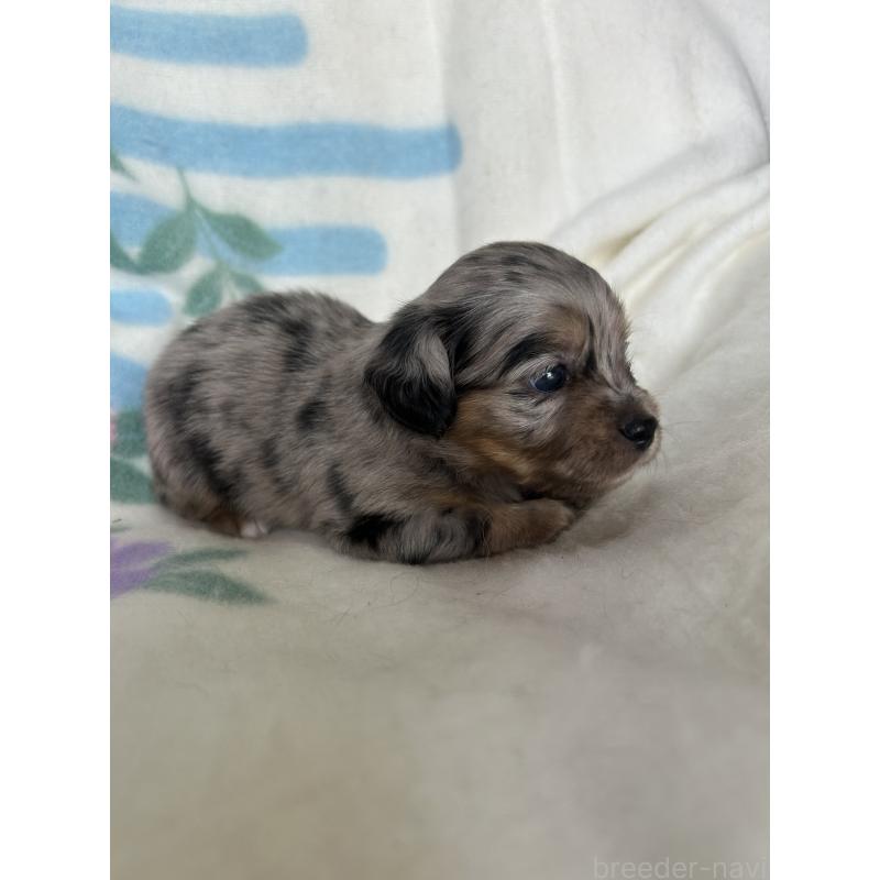 販売中の愛知県のチワックス:チワワ×ミニチュアダックスフンド-423884の3枚目