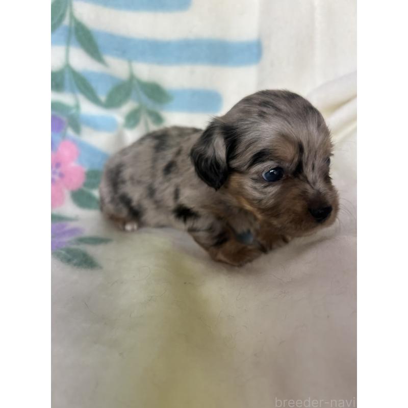 販売中の愛知県のチワックス:チワワ×ミニチュアダックスフンド-423884の2枚目