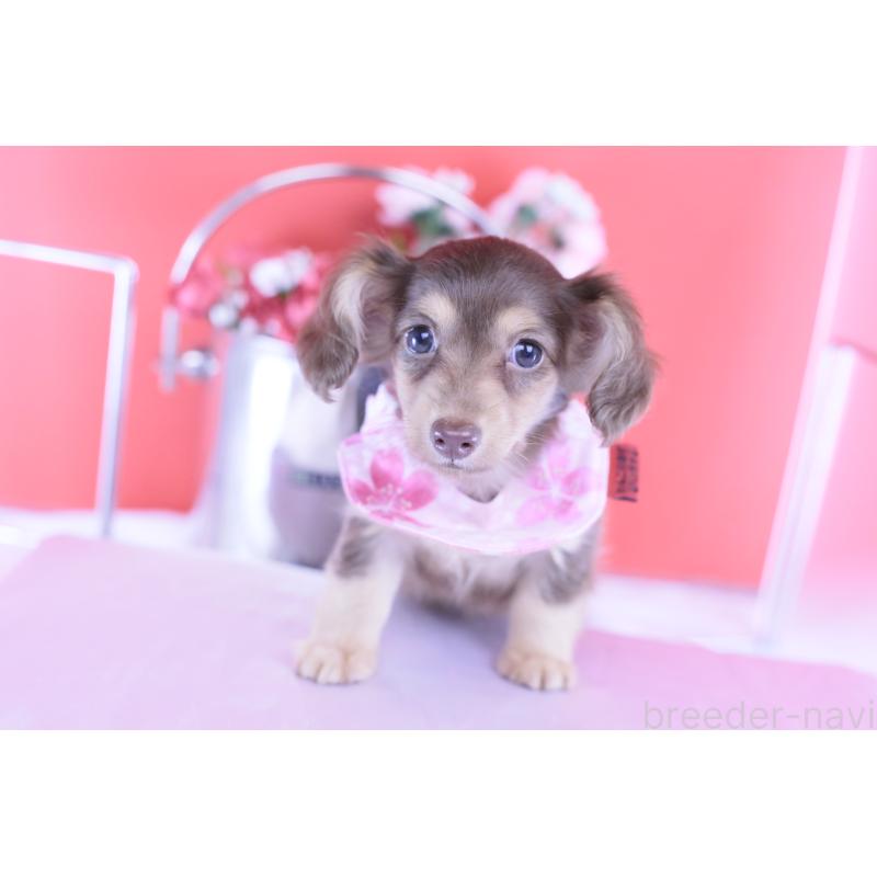 成約済の愛知県のカニンヘンダックスフンド(ロングヘアード)-418934の11枚目