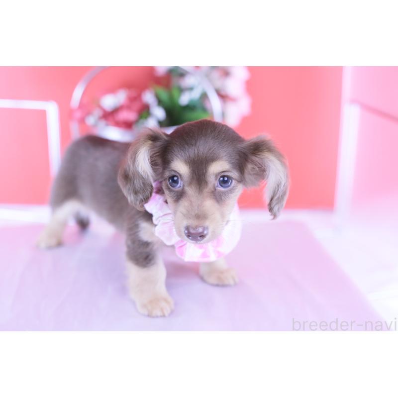 成約済の愛知県のカニンヘンダックスフンド(ロングヘアード)-418934の8枚目