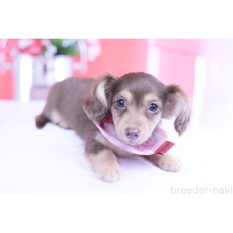 成約済の愛知県のカニンヘンダックスフンド(ロングヘアード)-418934の5枚目