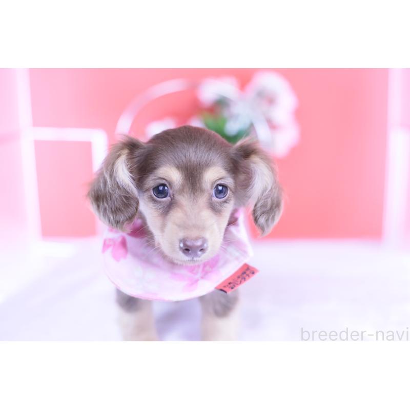 成約済の愛知県のカニンヘンダックスフンド(ロングヘアード)-418934の4枚目