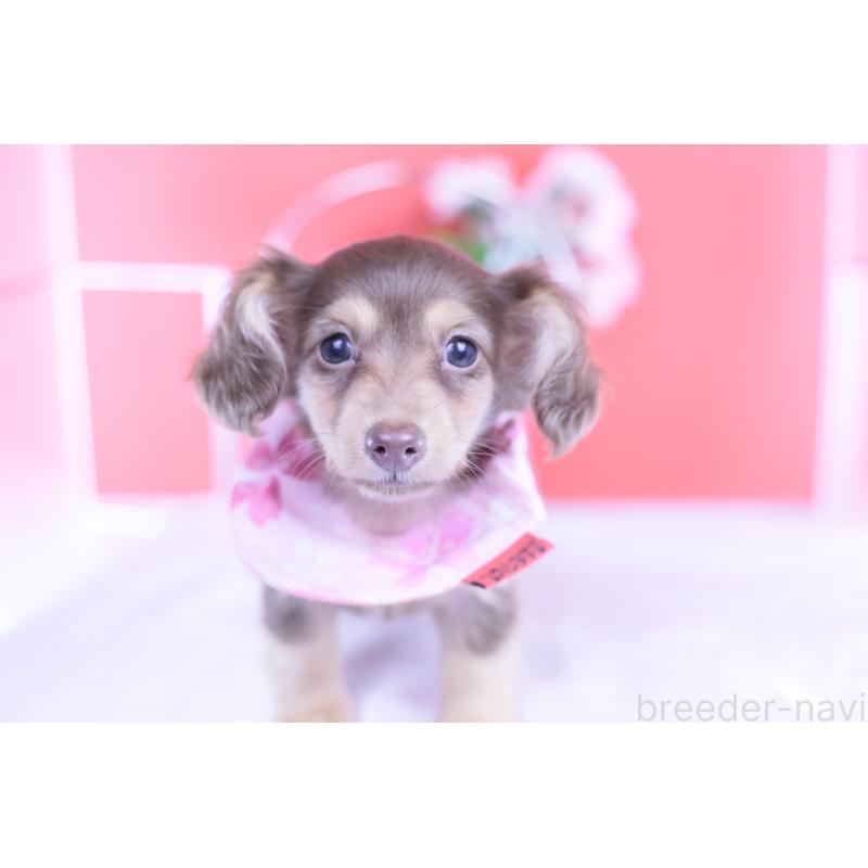 成約済の愛知県のカニンヘンダックスフンド(ロングヘアード)-418934の3枚目