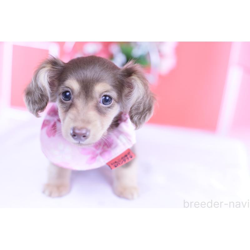 成約済の愛知県のカニンヘンダックスフンド(ロングヘアード)-418934の2枚目