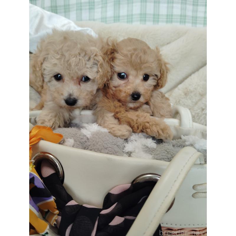 販売中の茨城県のタイニープードル-414044の11枚目