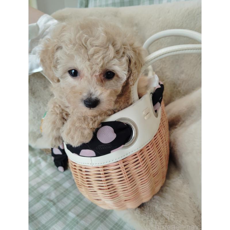 販売中の茨城県のタイニープードル-414044の10枚目