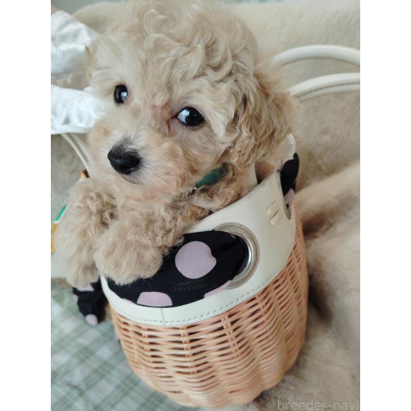 販売中の茨城県のタイニープードル-414044の9枚目