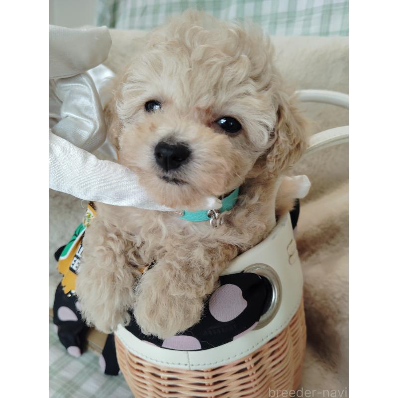 販売中の茨城県のタイニープードル-414044の8枚目