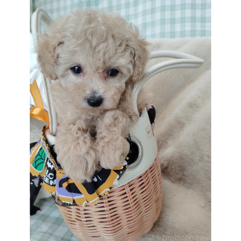 販売中の茨城県のタイニープードル-414044の7枚目