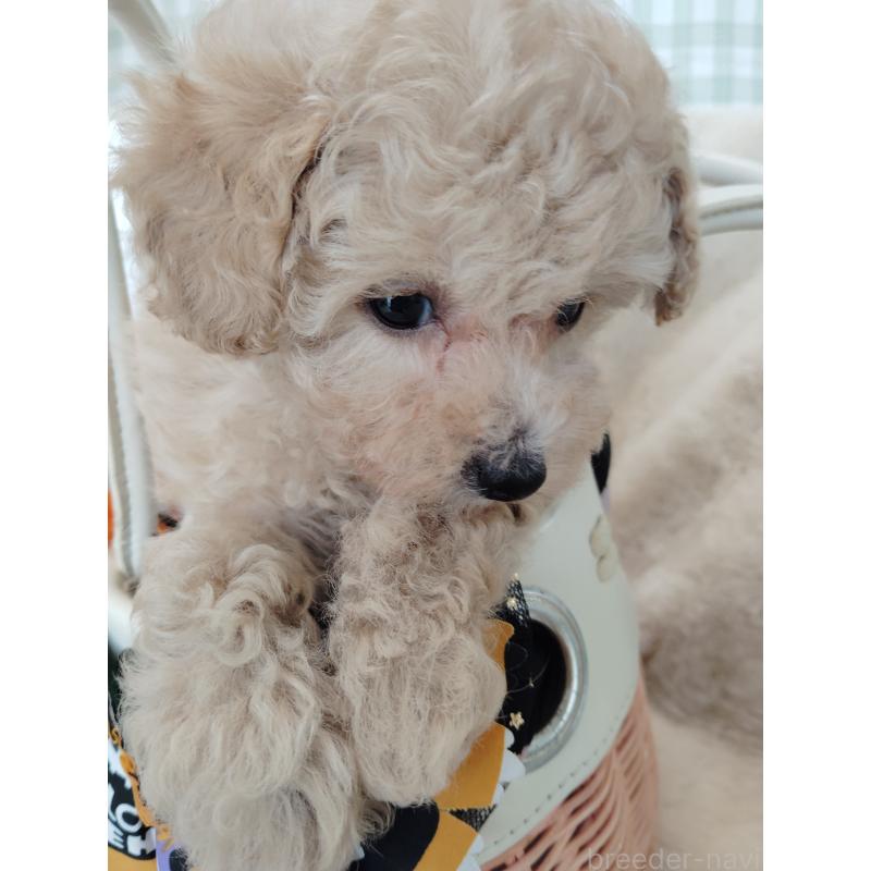 販売中の茨城県のタイニープードル-414044の6枚目