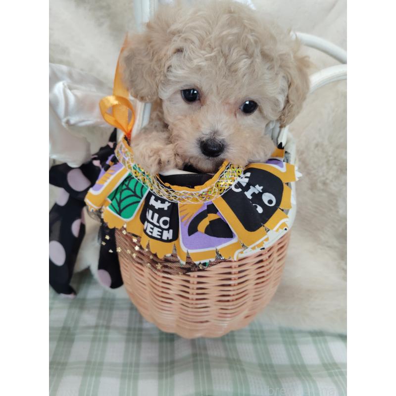 販売中の茨城県のタイニープードル-414044の5枚目