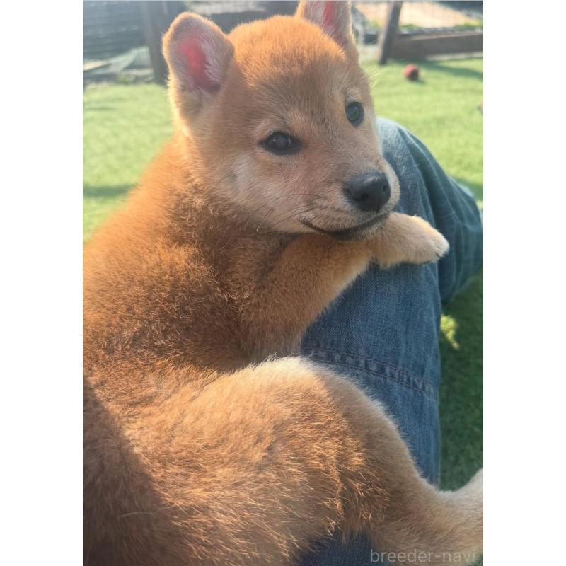 販売中の熊本県の柴犬-401019の6枚目