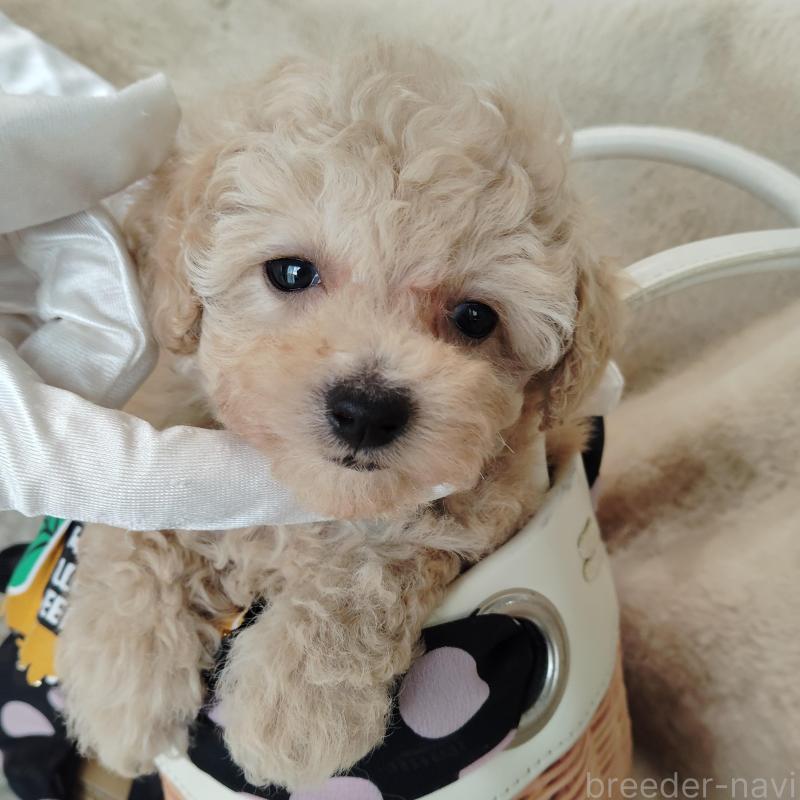 販売中の茨城県のタイニープードル-414044の4枚目
