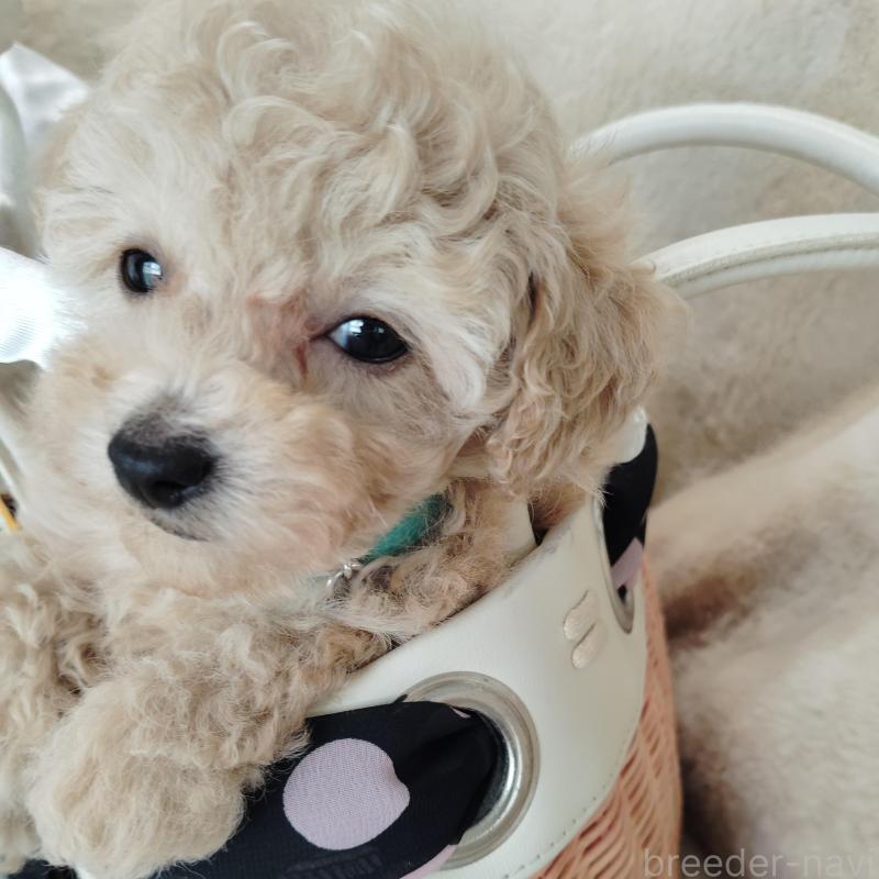 販売中の茨城県のタイニープードル-414044の3枚目