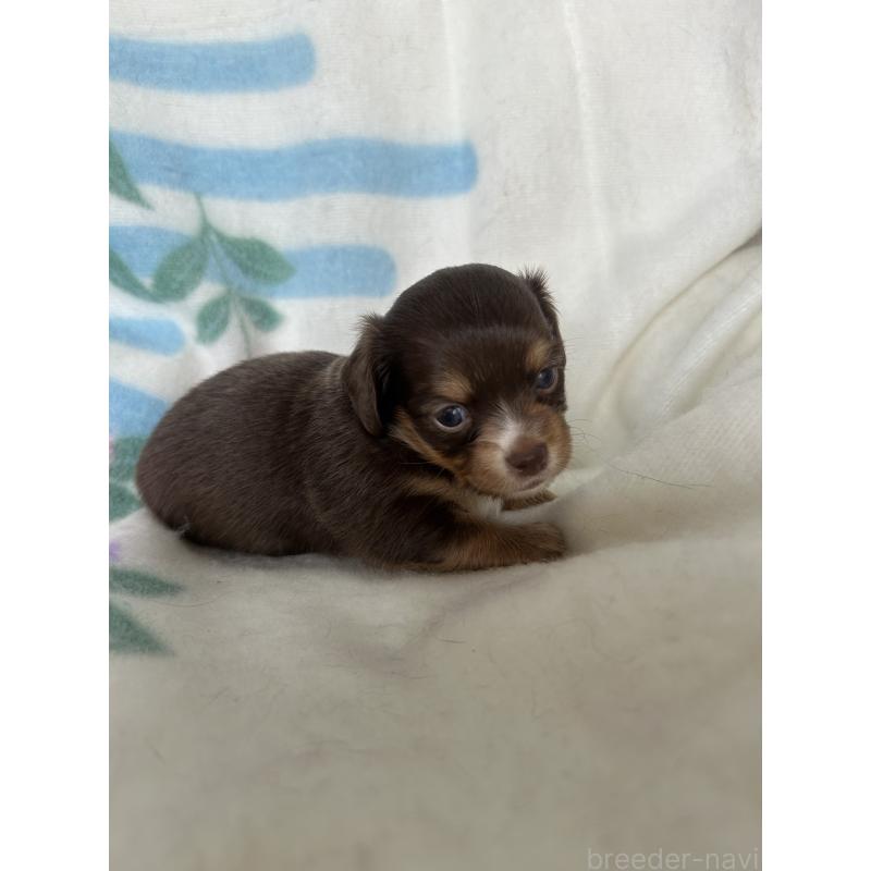 販売中の愛知県のチワックス:チワワ×ミニチュアダックスフンド-423885の4枚目