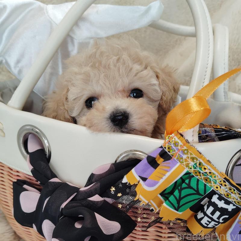 販売中の茨城県のタイニープードル-414044の2枚目