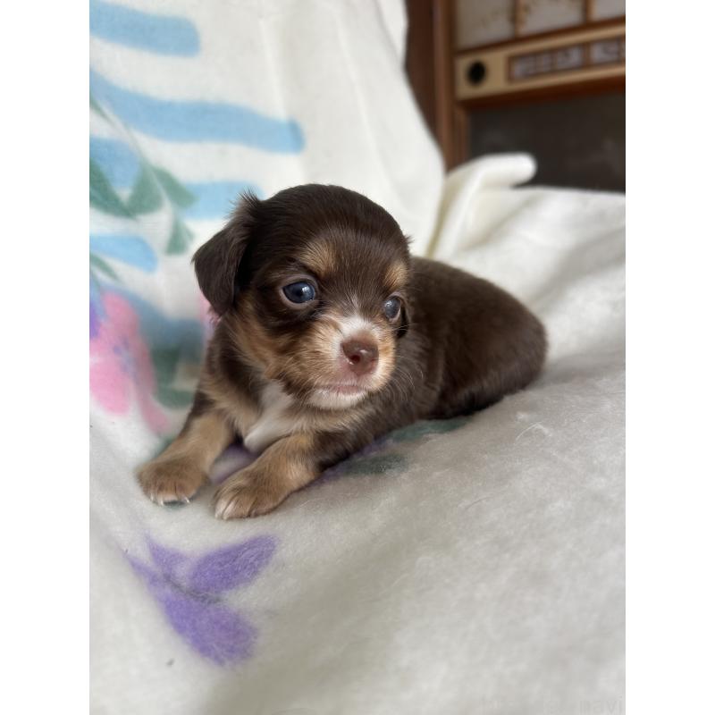 販売中の愛知県のチワックス:チワワ×ミニチュアダックスフンド-423885の3枚目